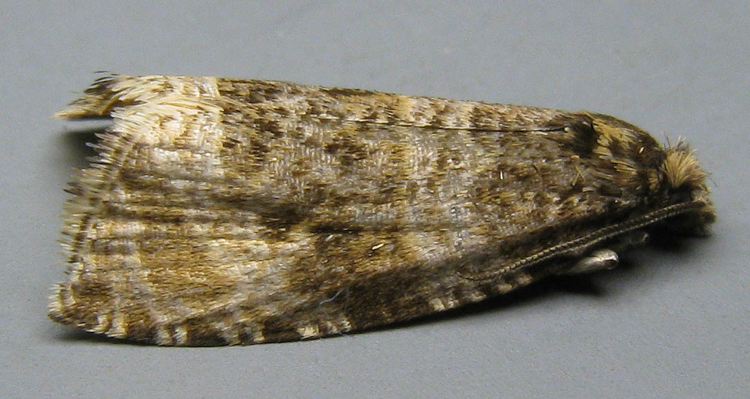 Image 1: Male - oblique view - grey background